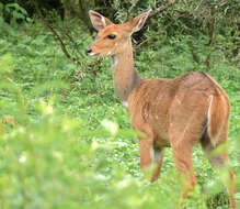 Image of Spiral-horned Antelope