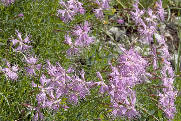 Sivun Dianthus sternbergii Sibth. kuva