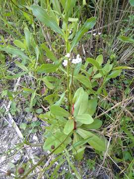 Image of brookweed