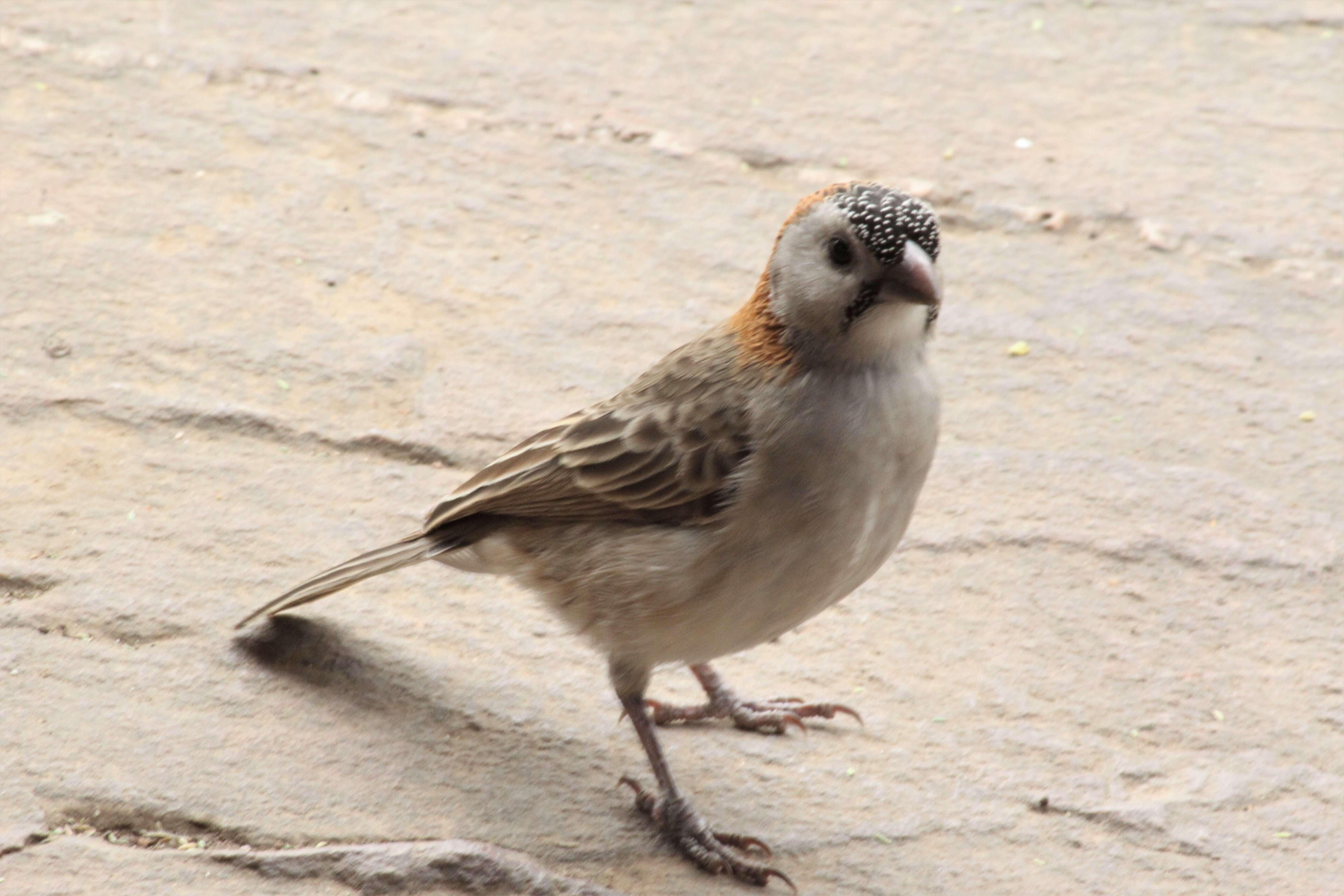 Image of Speckle-fronted Weaver