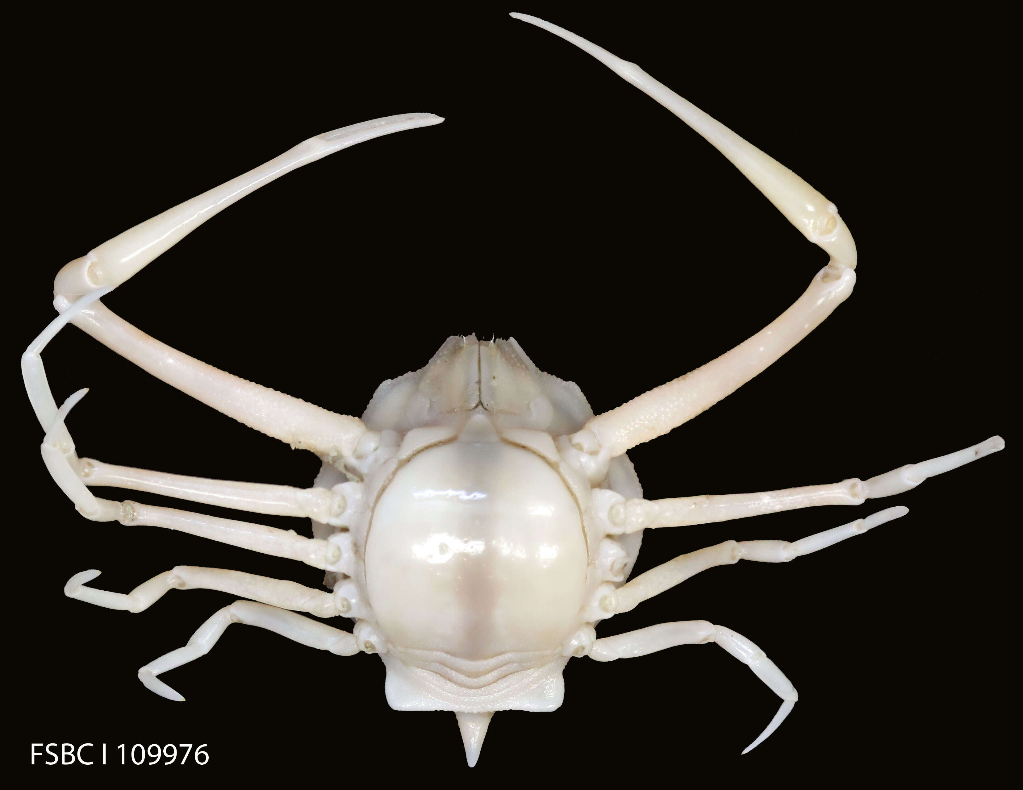 Image of granulose purse crab