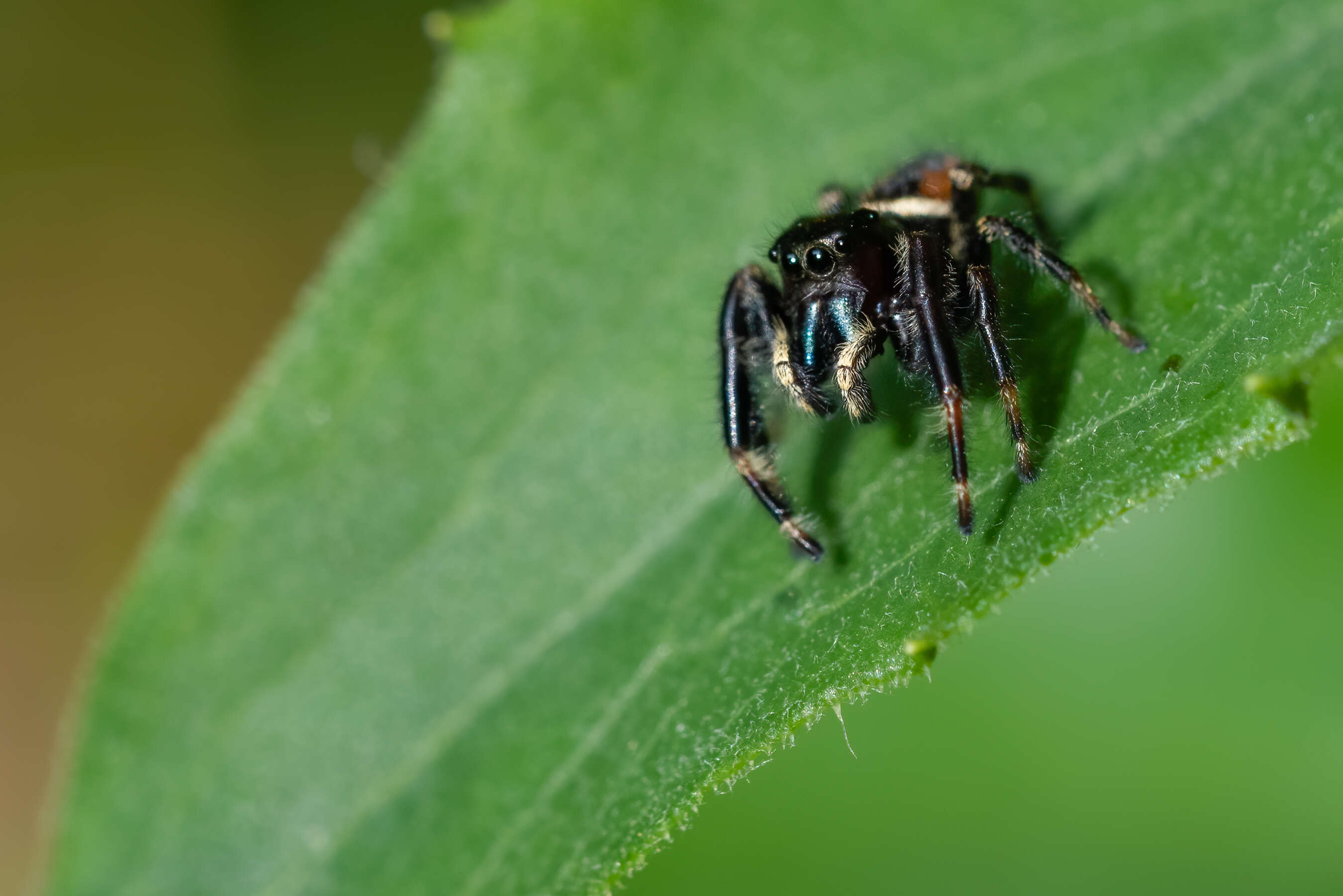 Image of Jumping Spiders