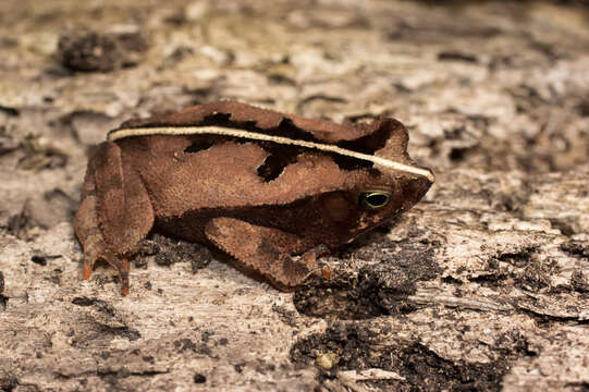 Image of Rhinella alata (Thominot 1884)