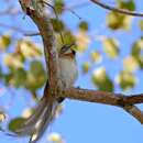 Image of Chotoy Spinetail