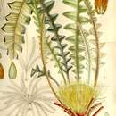 Image de Banksia calophylla (R. Br.) A. R. Mast & K. R. Thiele