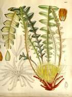 Image of Banksia calophylla (R. Br.) A. R. Mast & K. R. Thiele