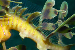 Image of Phycodurus