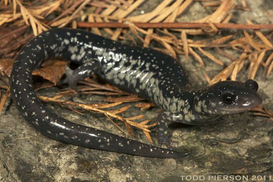 Image of Woodland salamander