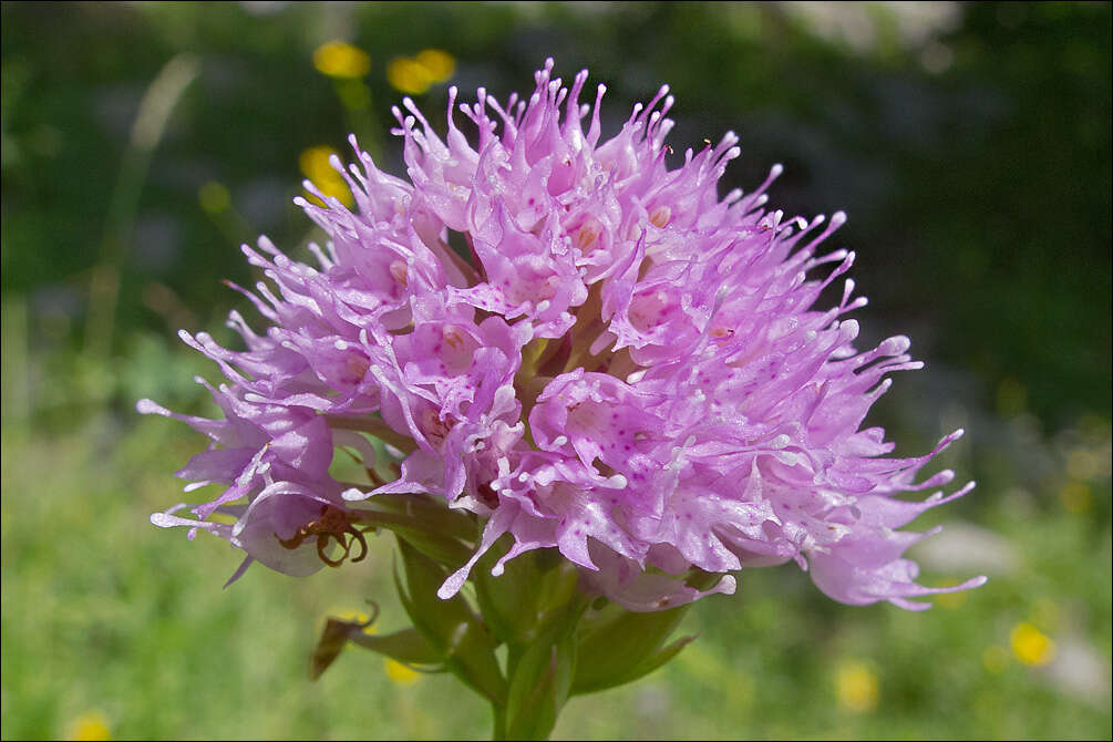 Image of globe orchid