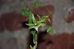 Imagem de Dendrobium catenatum Lindl.