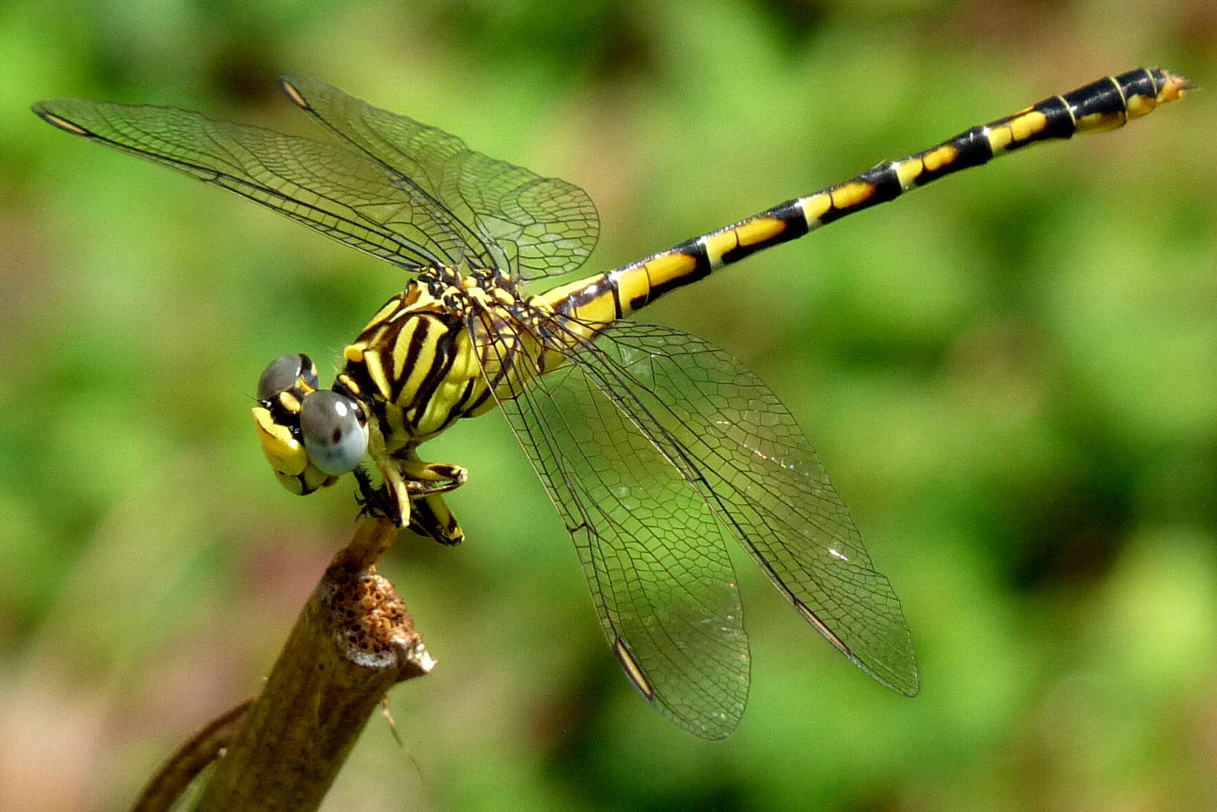 Image of Lined Hooktail