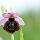 Image of Ophrys sphegodes subsp. aveyronensis J. J. Wood