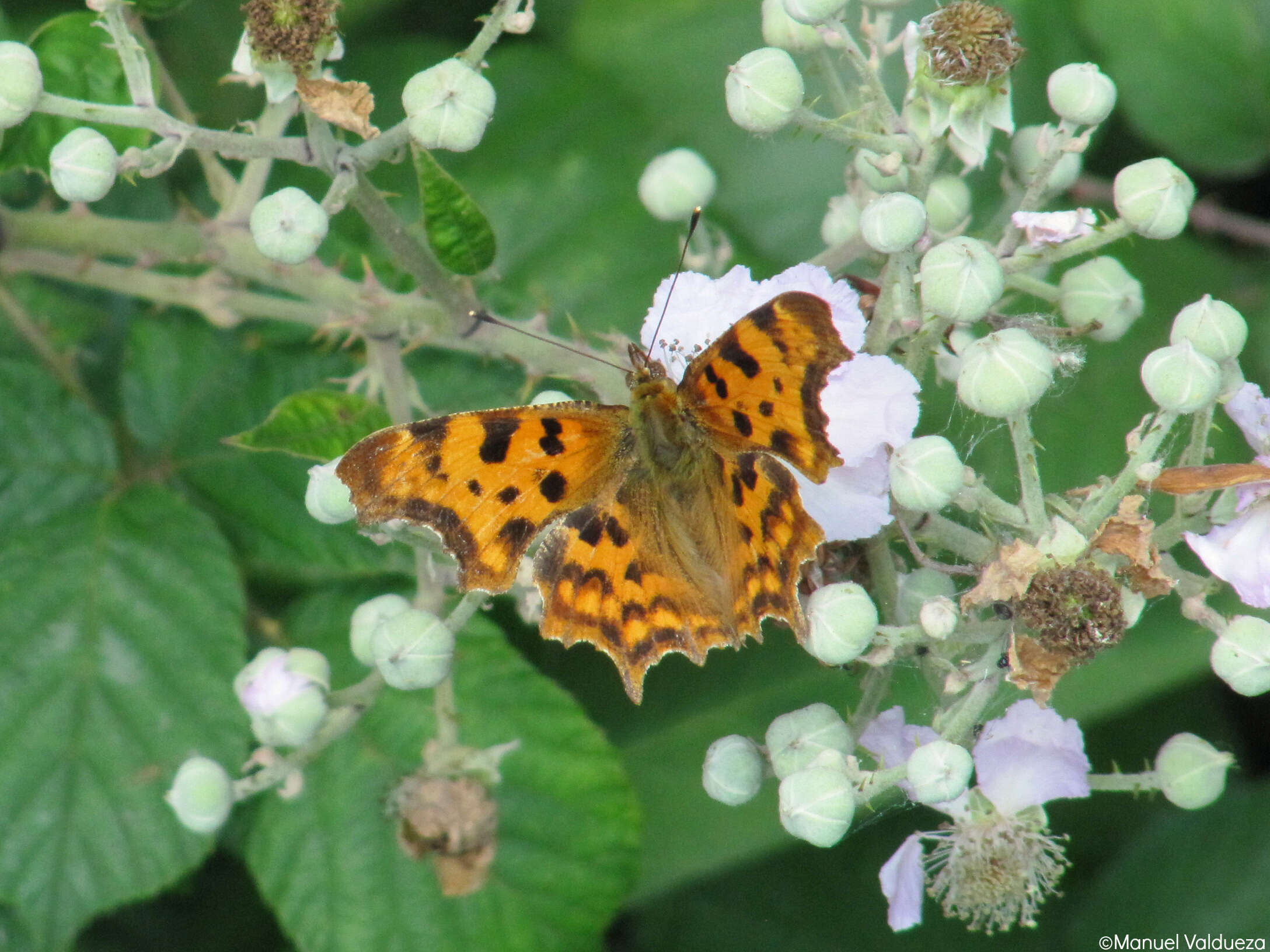 Sivun Polygonia kuva