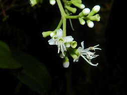 Image of Miconia hondurensis Donn. Sm.