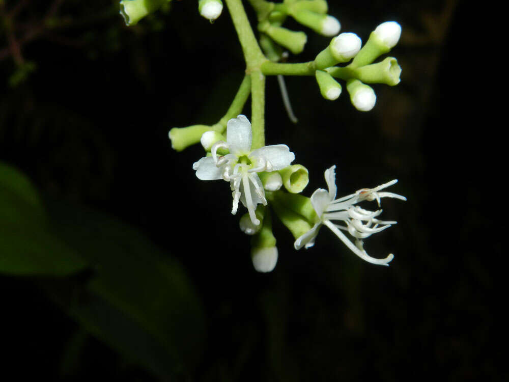 Image of Miconia hondurensis Donn. Sm.