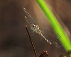 Слика од Erythrodiplax umbrata (Linnaeus 1758)