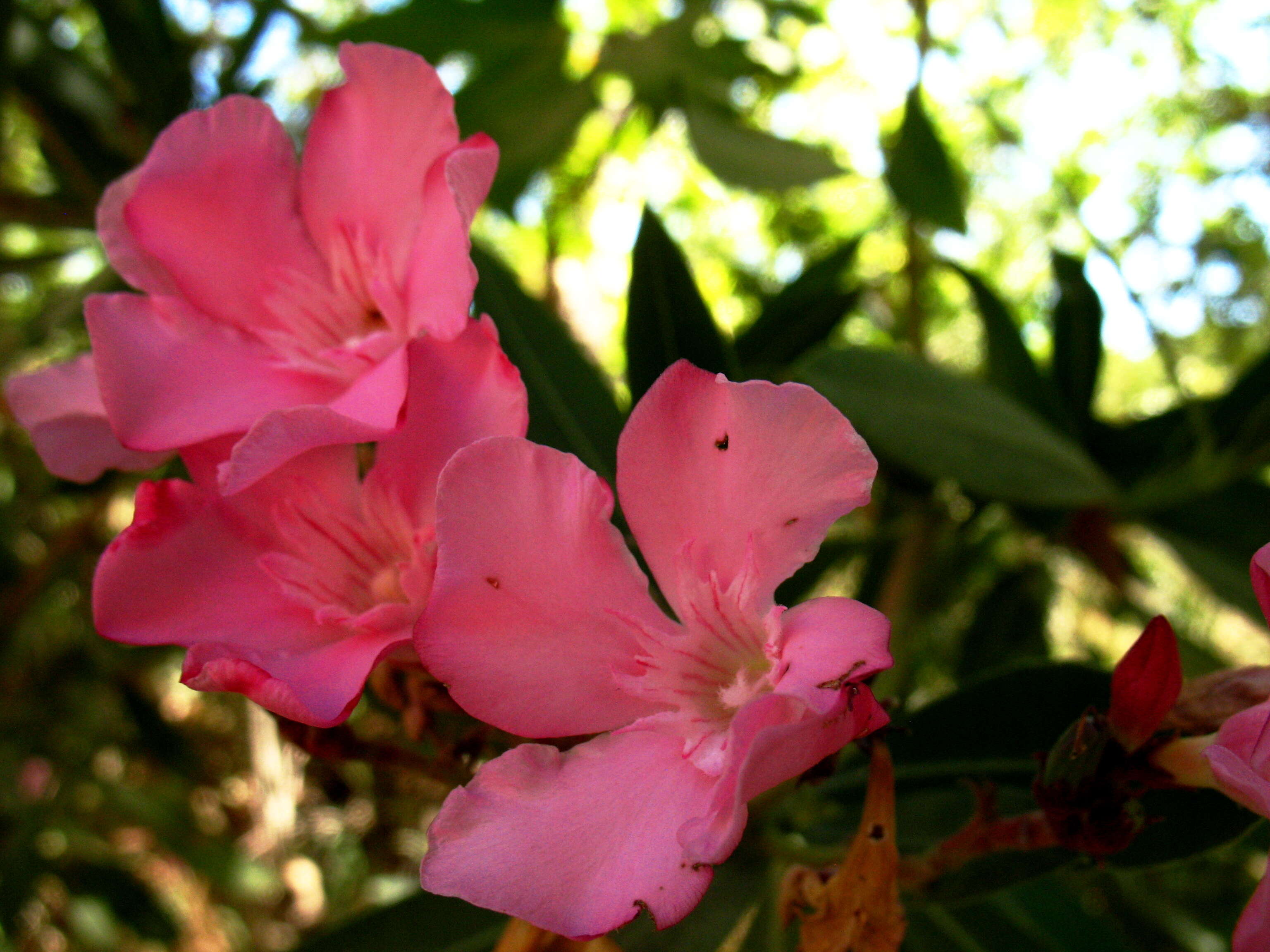 Image of oleander