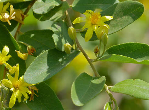 Image of Asegaai wood