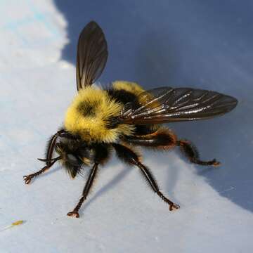 Image of Bee-like Robber Flies