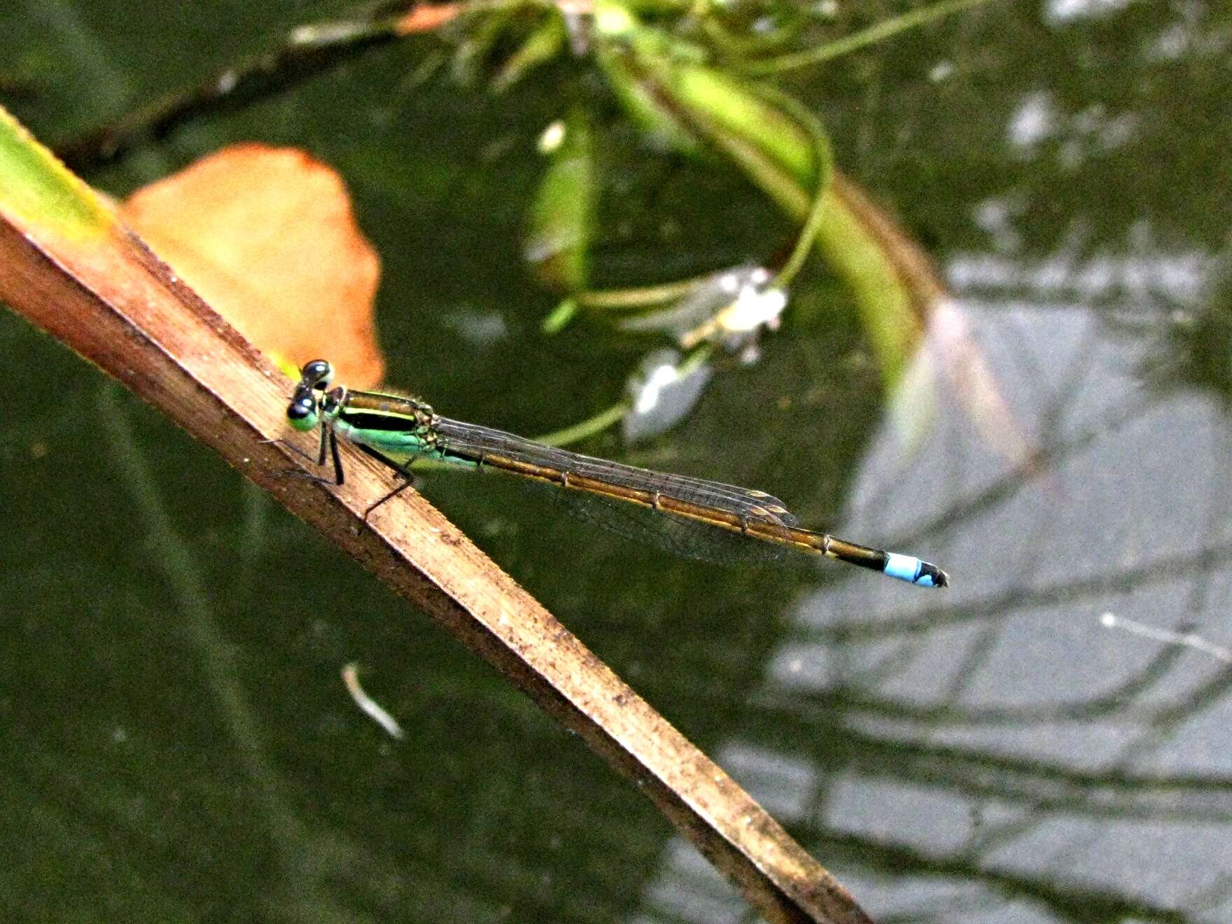 Image of forktail