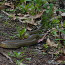 Image of Amazon Puffing Snake