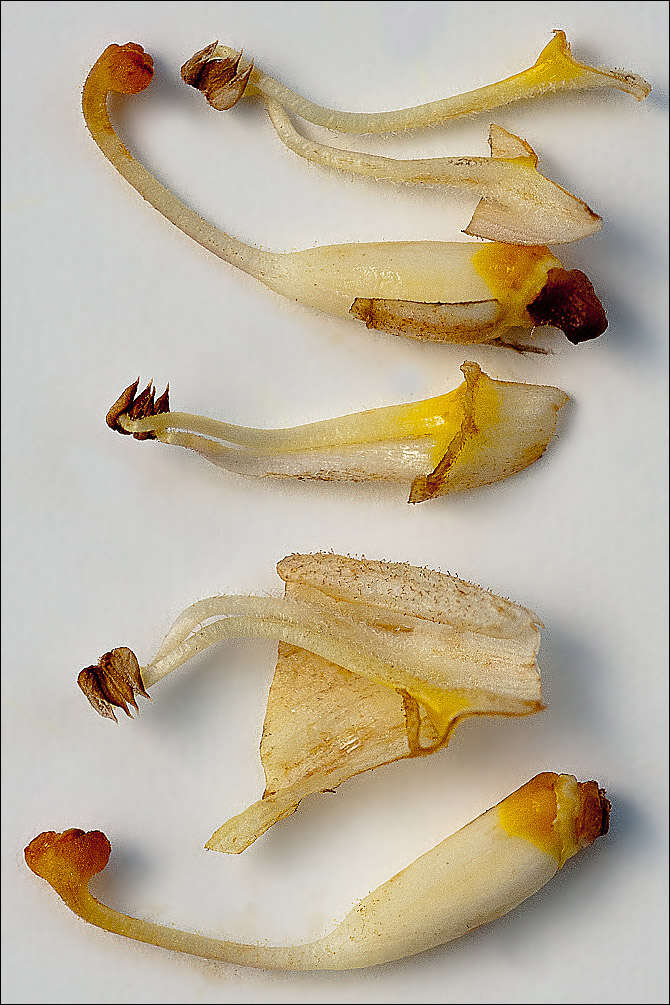 Image of Orobanche laserpitii-sileris Reut. ex Jordan