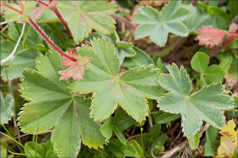 Image of <i>Alchemilla flabelata</i>