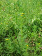 Image of mayweed