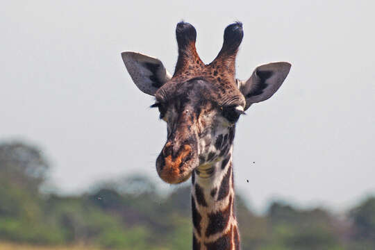 Image of Giraffe