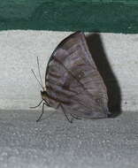 Image of Lepidoptera