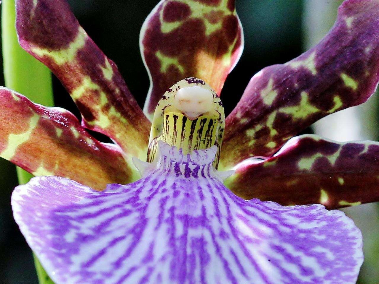 Image de Zygopetalum maculatum (Kunth) Garay