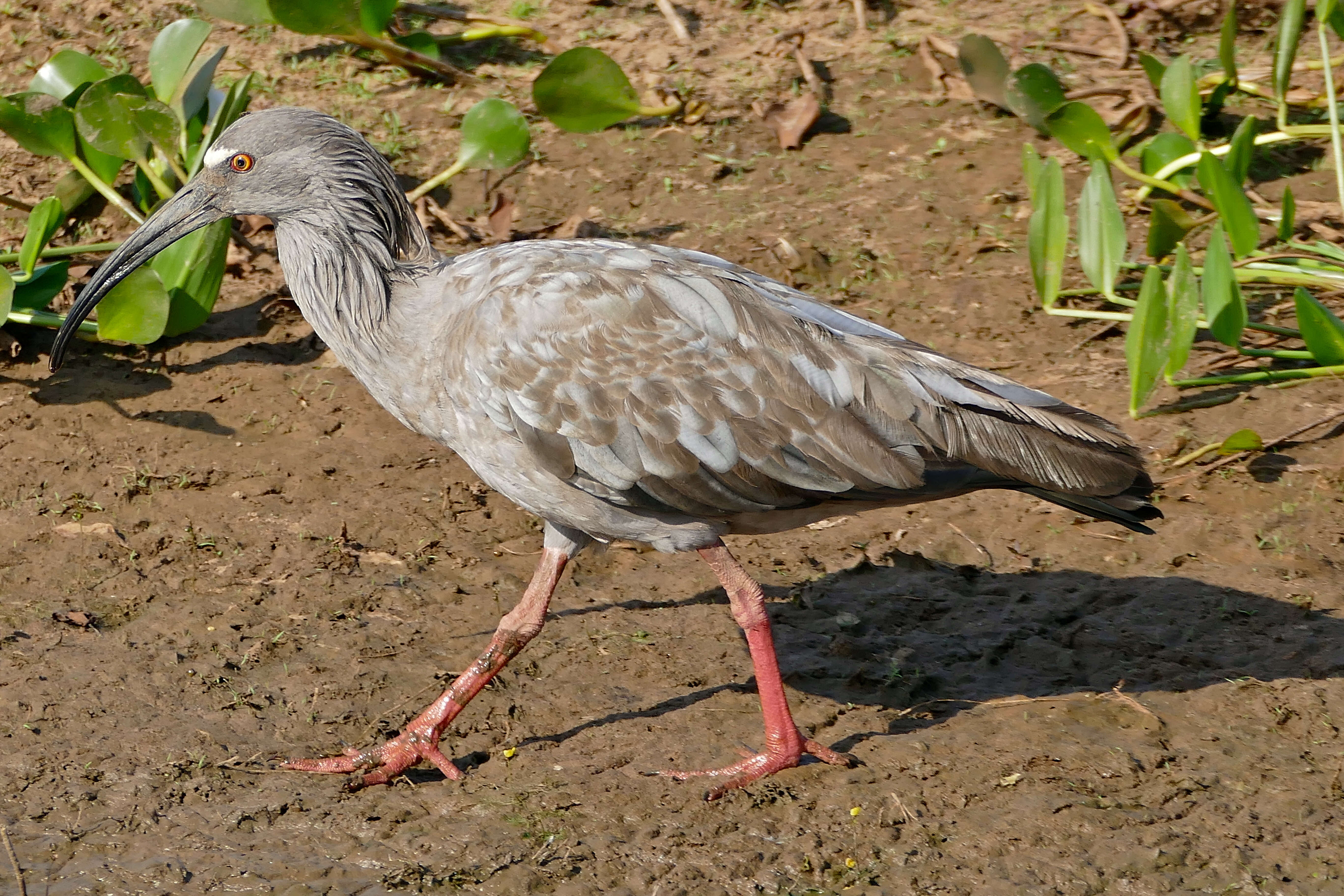 Image of Theristicus Wagler 1832