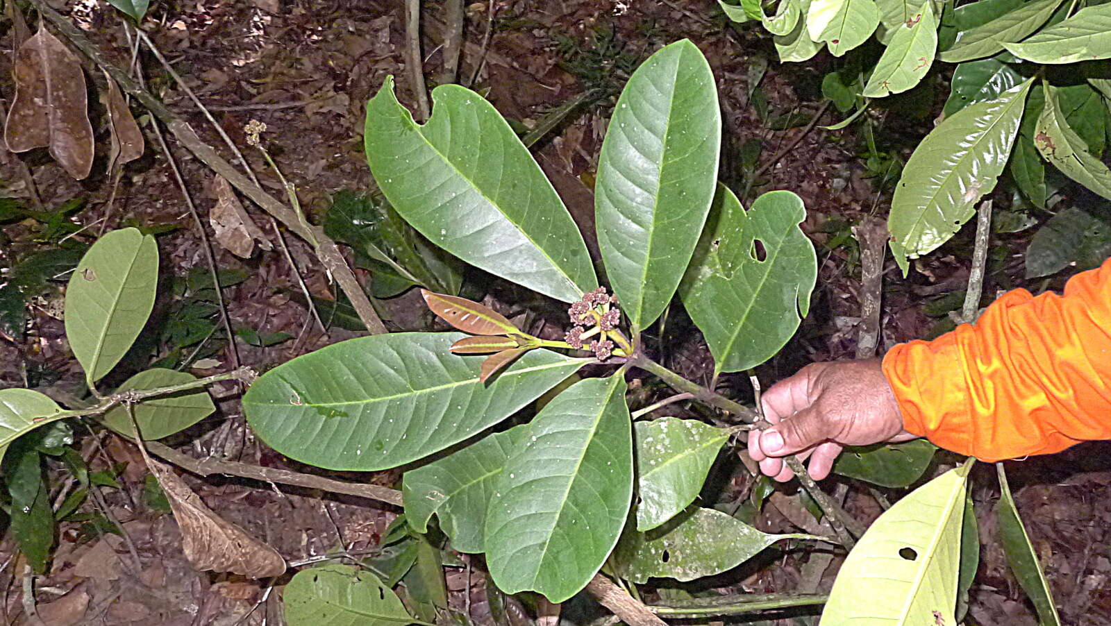 Image of Nyctaginaceae