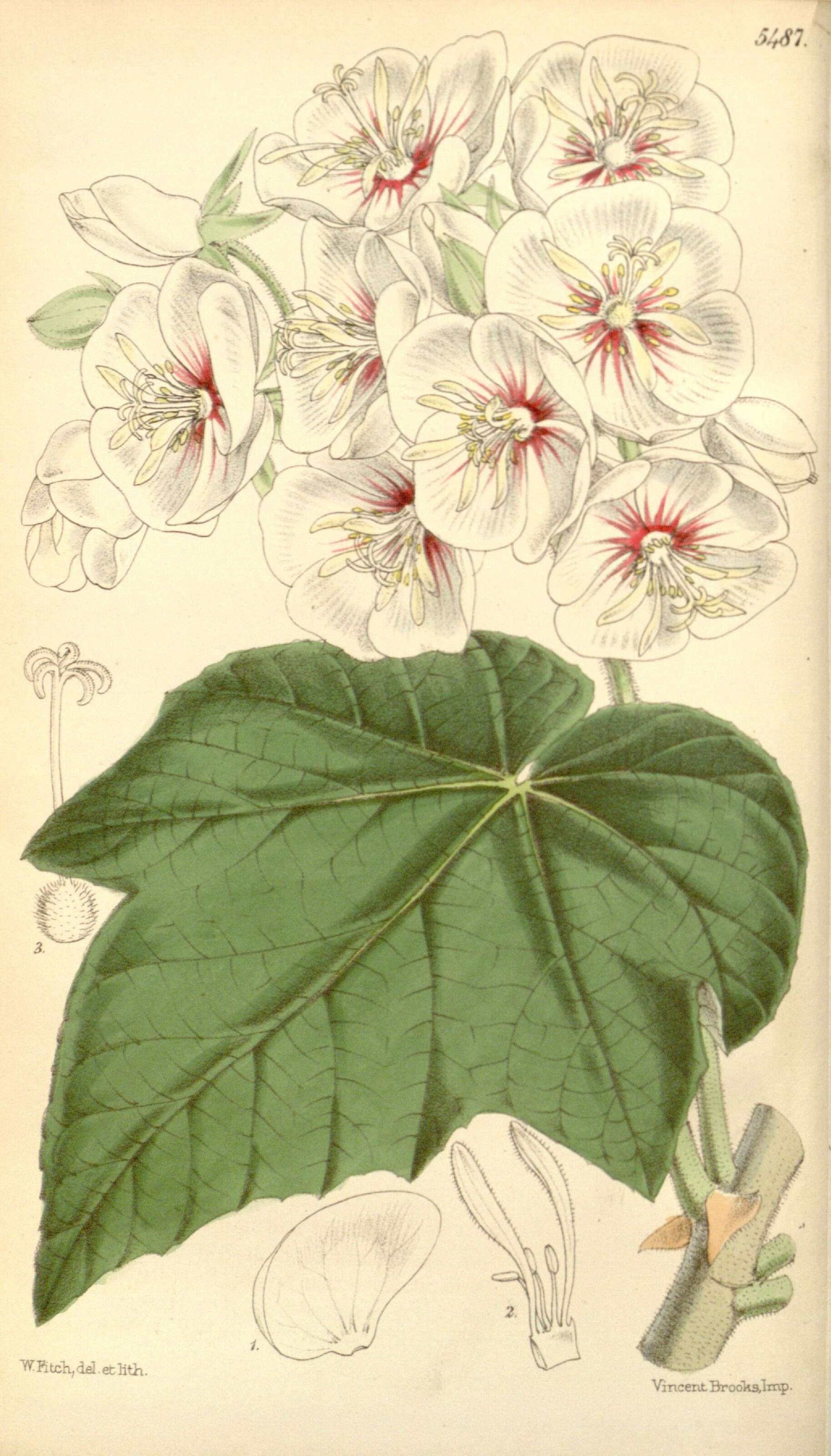 Image of Dombeya