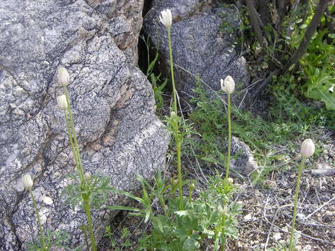 Image of tuber anemone