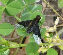 Image of Hemipenthes
