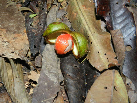 Image of Otoba novogranatensis Moldenke