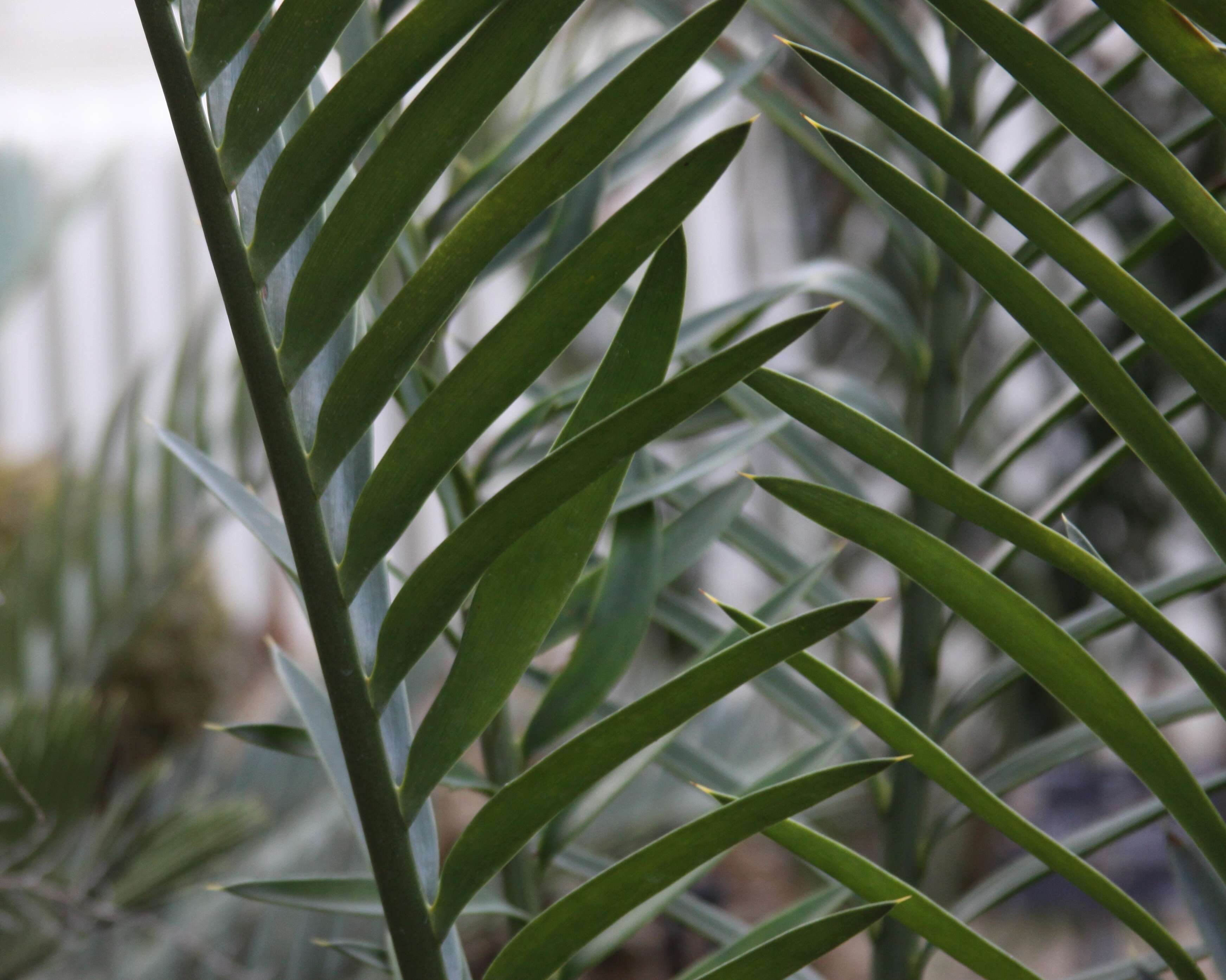 Image of Bushman's River Cycad