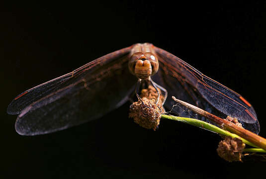 Image of Desert Darter