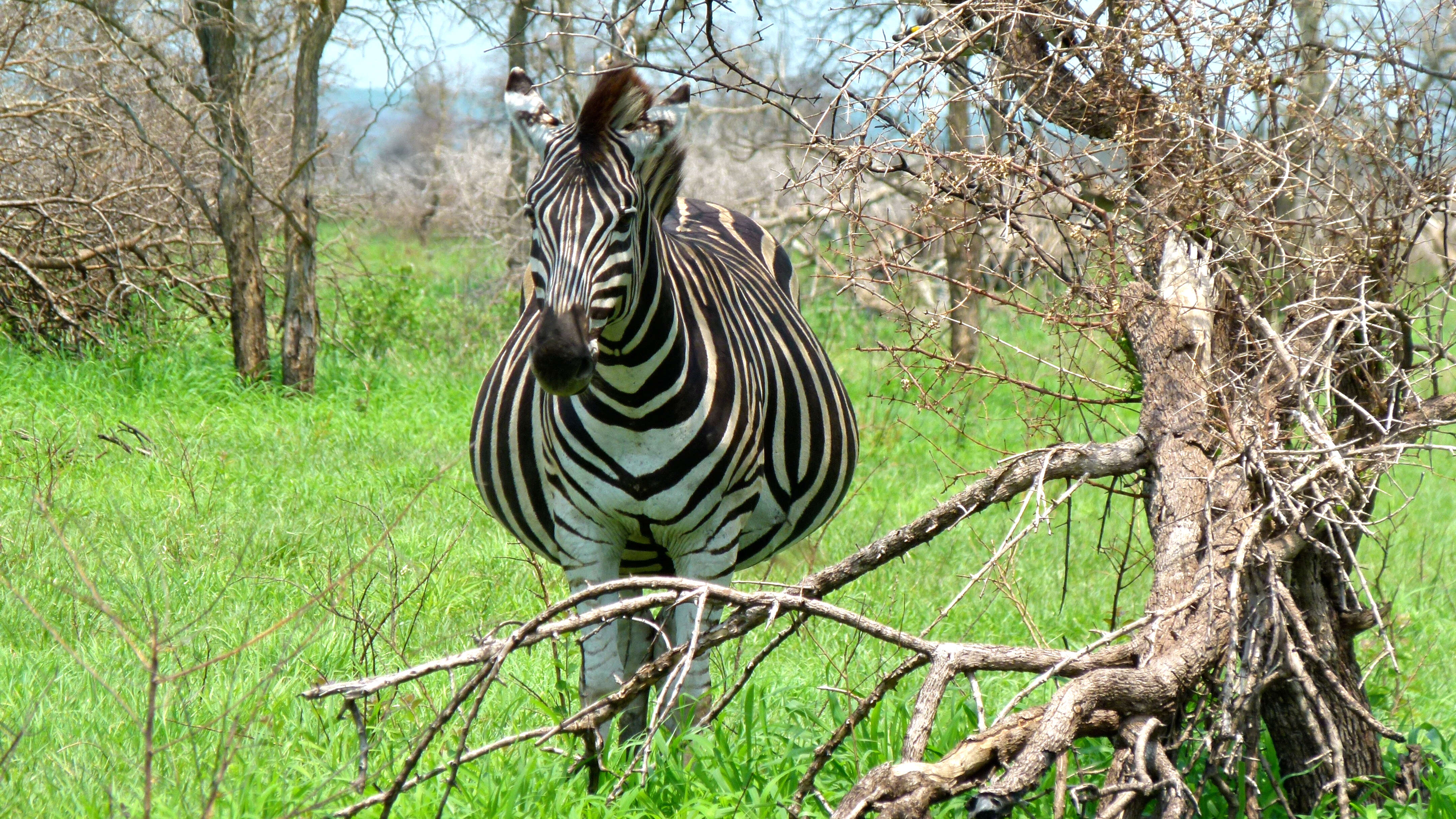 Imagem de Zebra