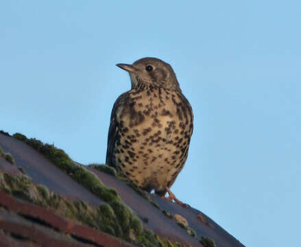 Image of Thrush