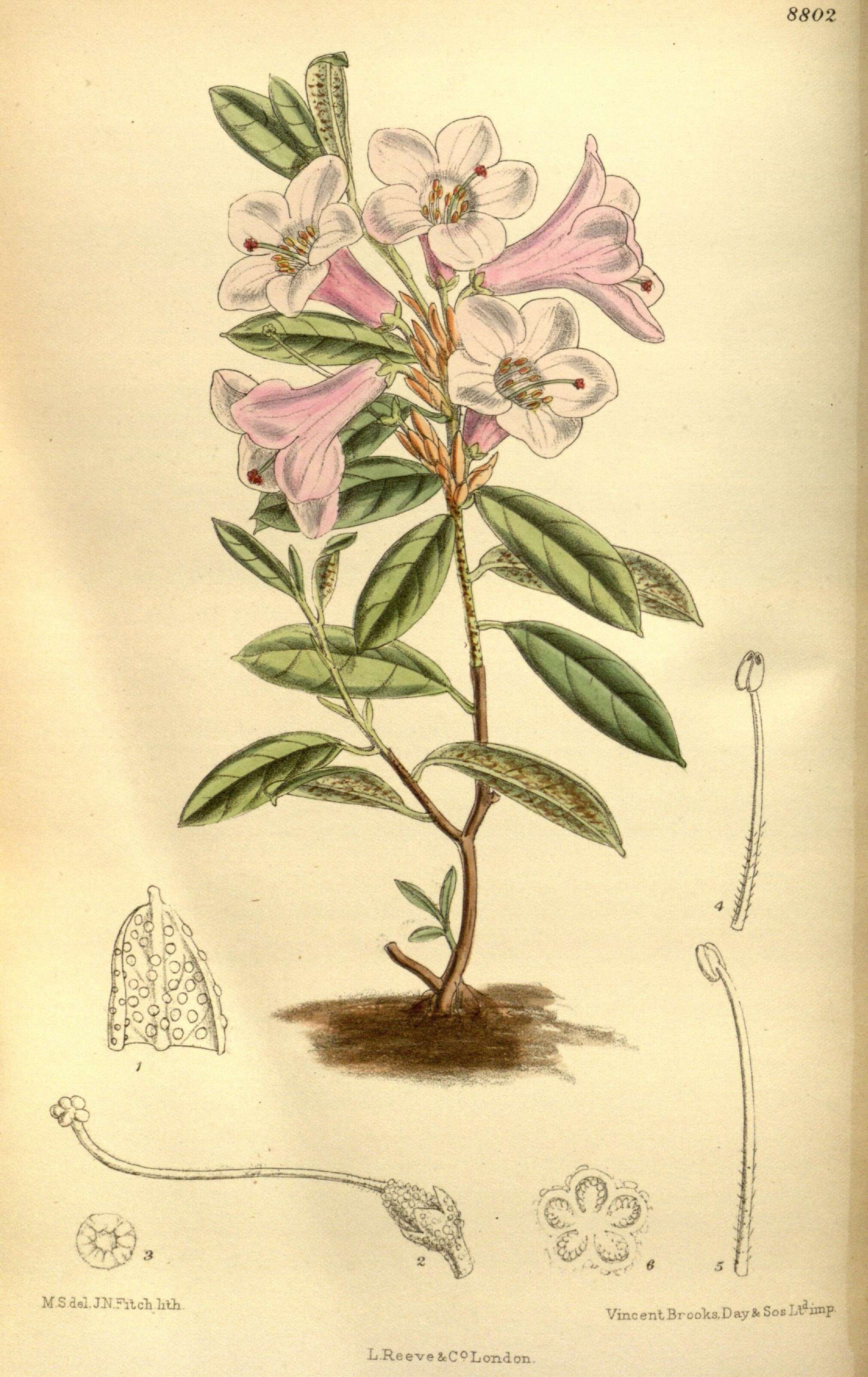 Image of Rhododendron virgatum Hook. fil.