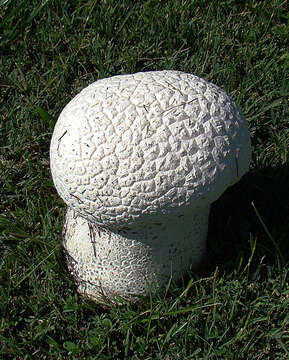 Image of Lycoperaceae