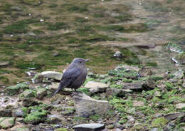 Image of Rock thrush