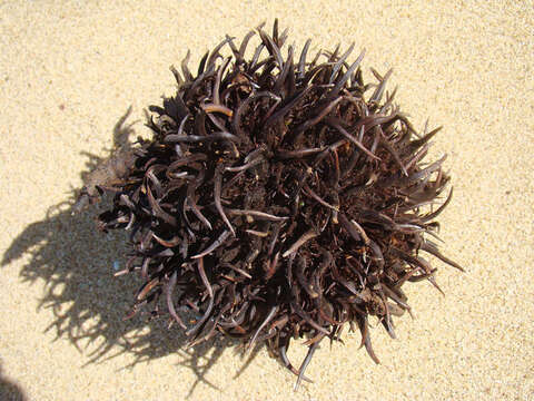 Image of Naucleopsis naga Pittier