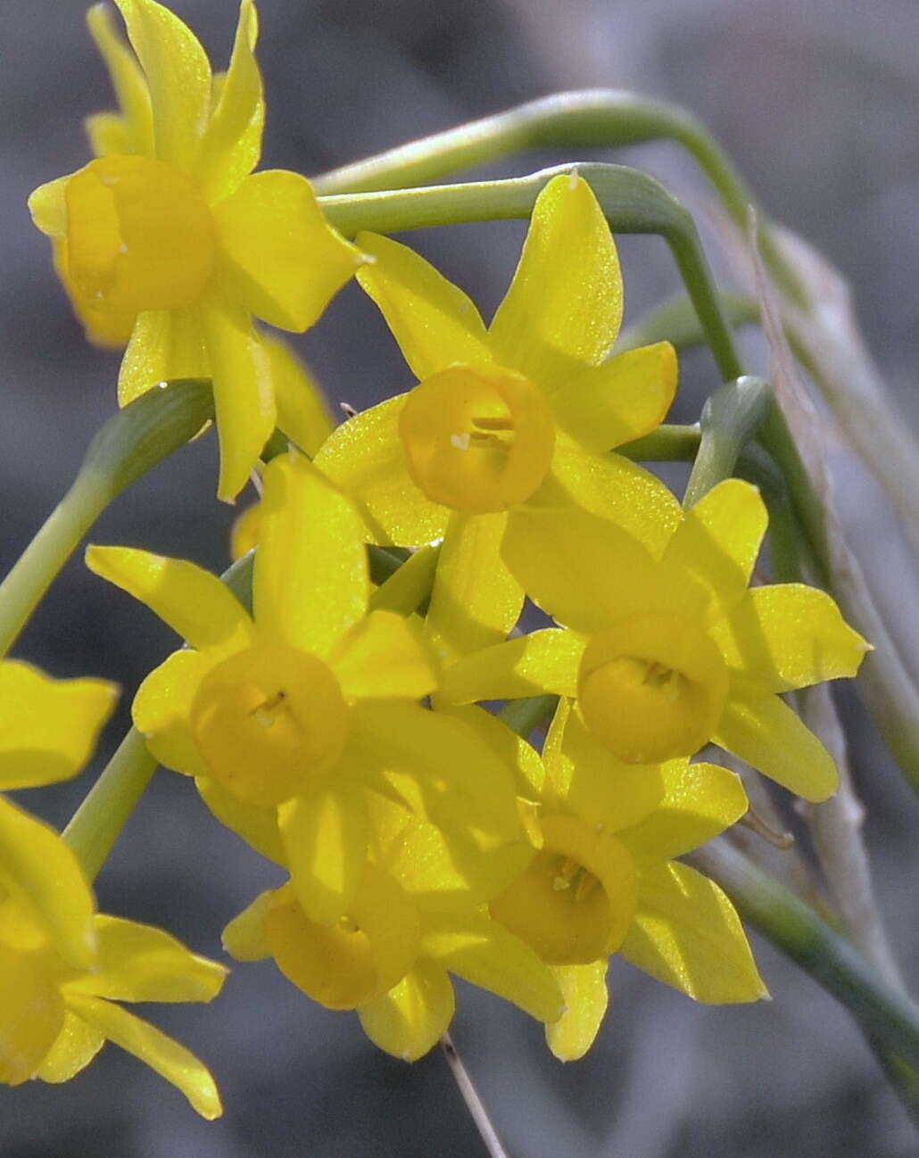 Image of rushleaf jonquil