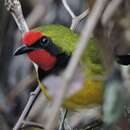 Image of Doherty's Bush Shrike