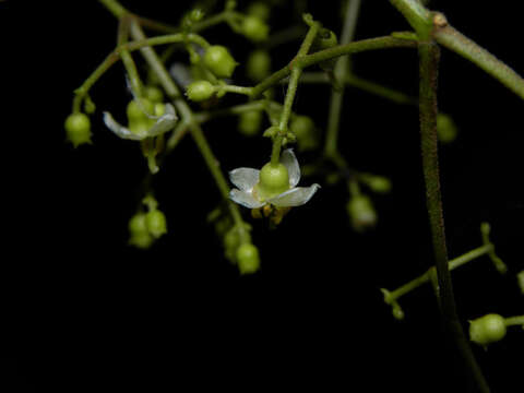 Image of Conostegia dissitiflora (Almeda) Kriebel