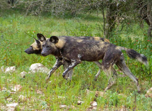 Image of African Wild Dog