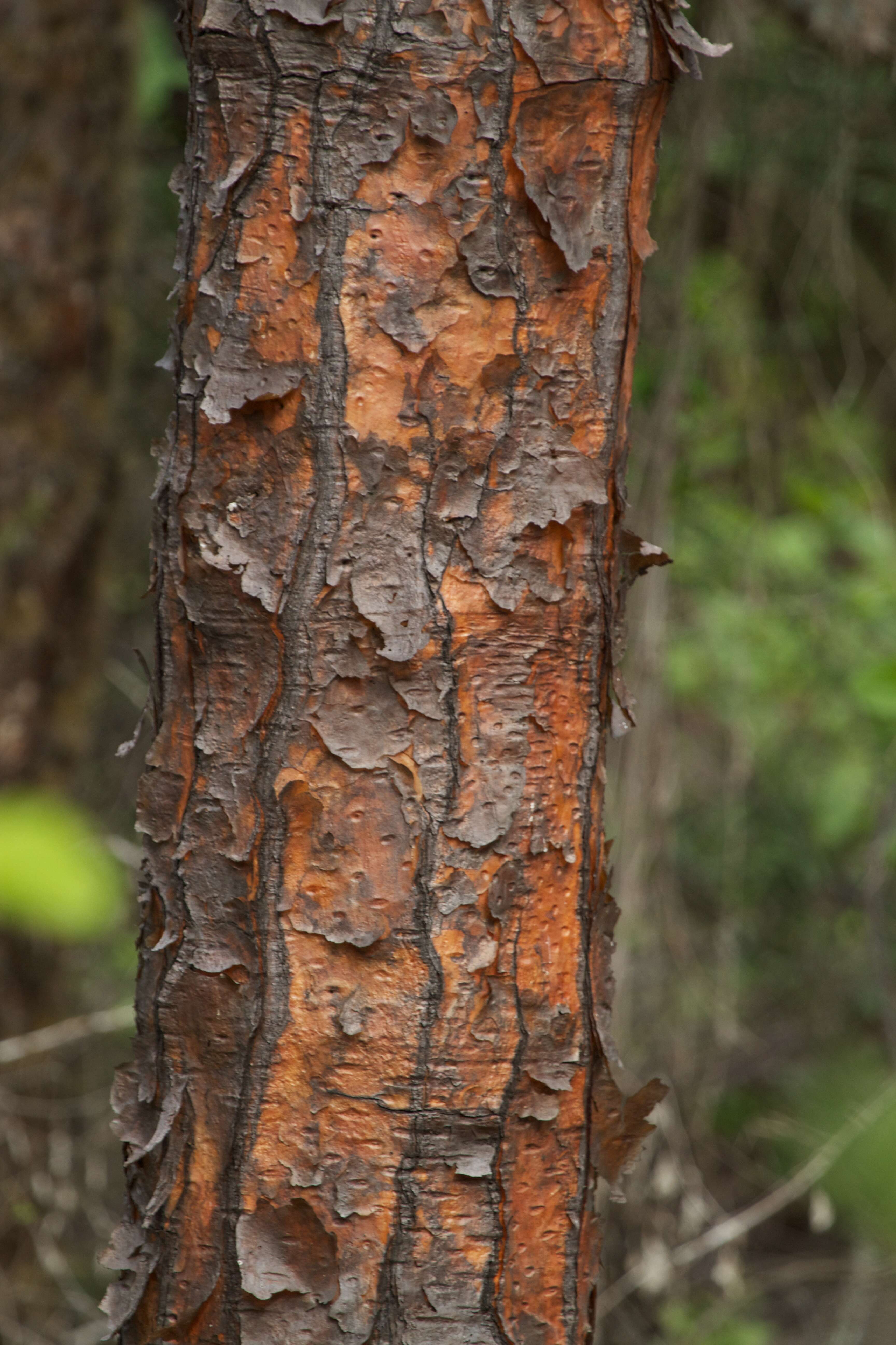 Image of Opuntia echios gigantea